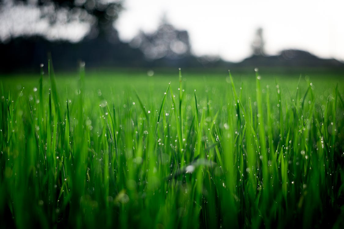 무료 낮 동안 푸른 잔디의 얕은 초점 사진 스톡 사진