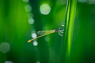 宏观镜头下，一只蜻蜓停在带有露珠的叶片上，突出了夏季的自然气息