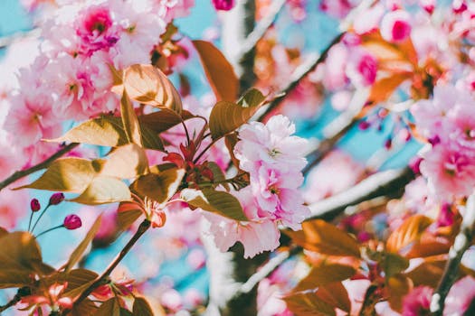 春天，美丽的樱花盛开，花朵鲜艳，叶子翠绿