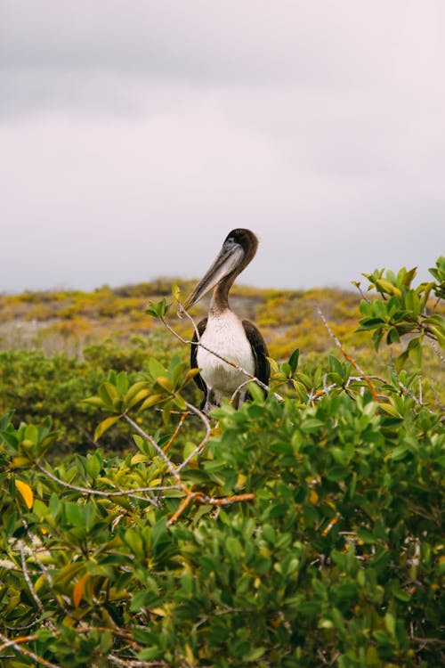 Oiseau Noir Et Blanc Entouré De Plantes