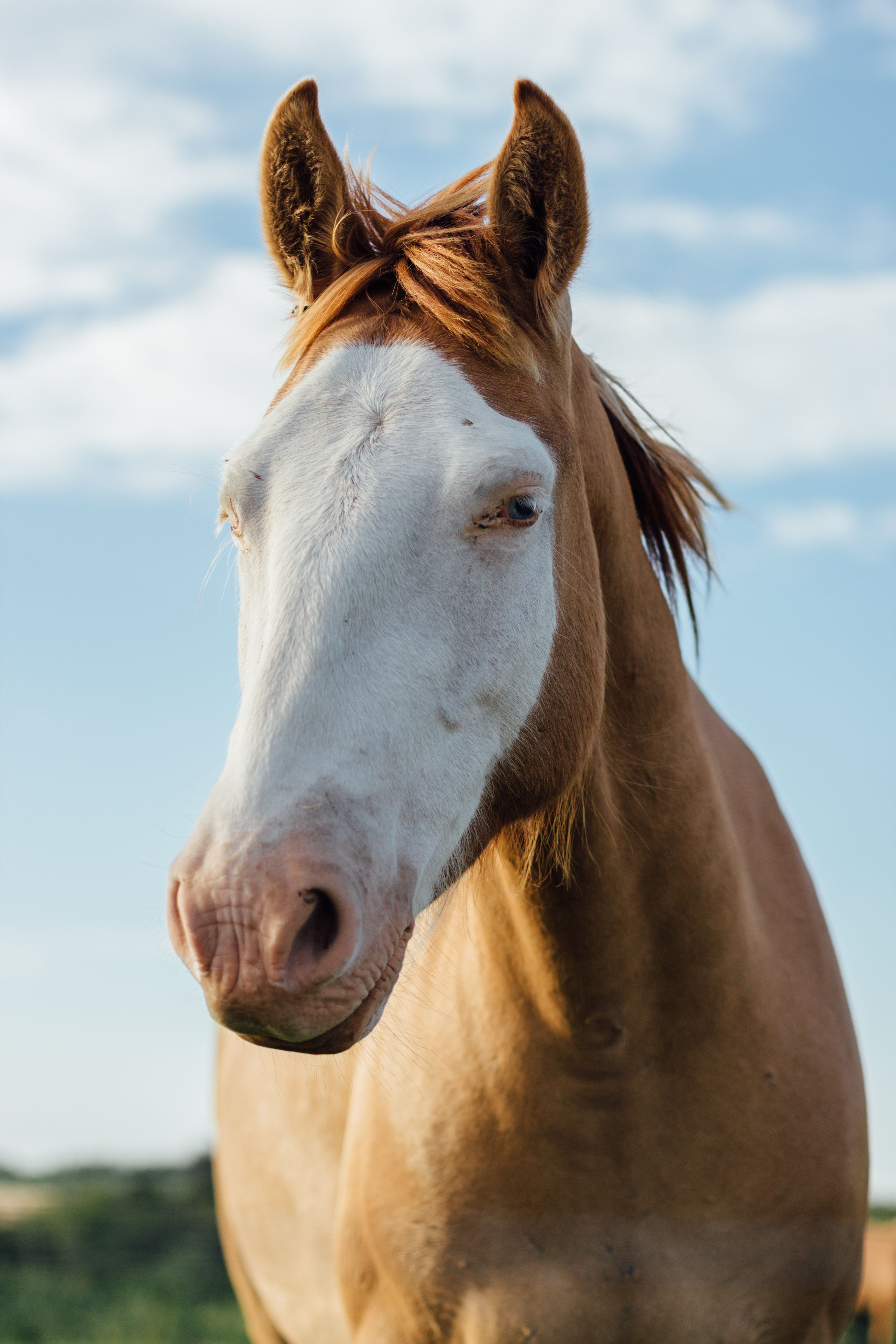 Working Equitation vs. Trail Riding: Two Ways to Build a Versatile Horse