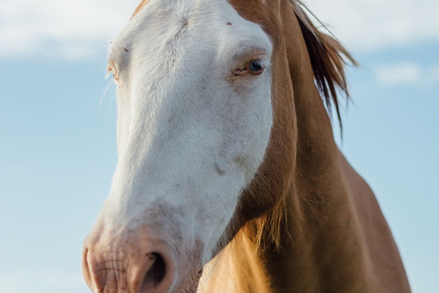 Working Equitation vs. Trail Riding: Two Ways to Build a Versatile Horse