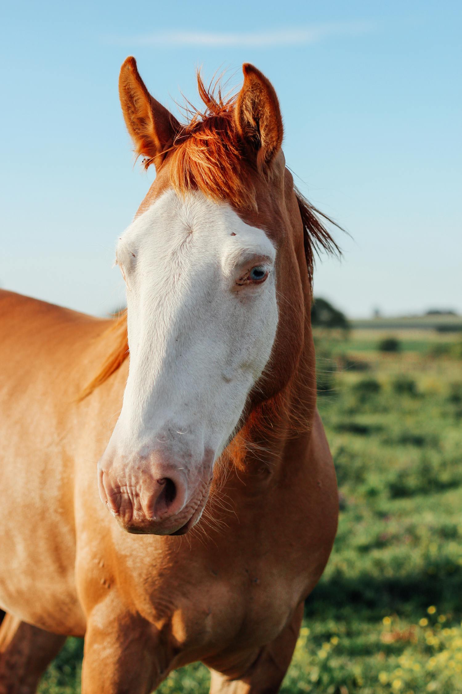 Close-Up Photo of Brown And White Horse