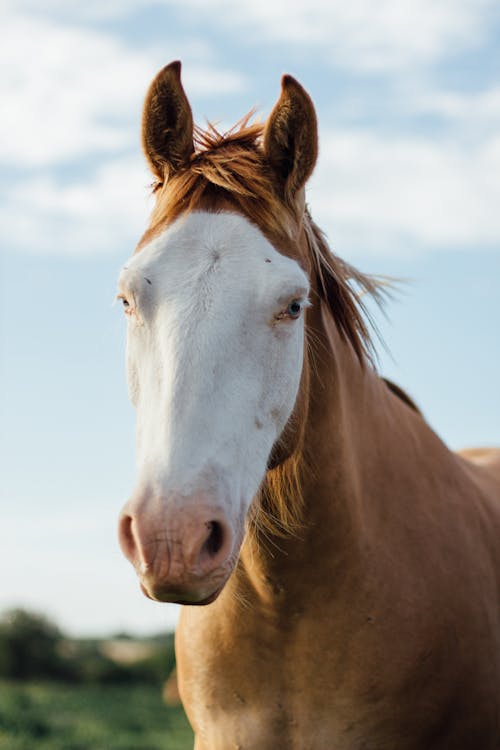 Photos gratuites de à cheval, action, animal