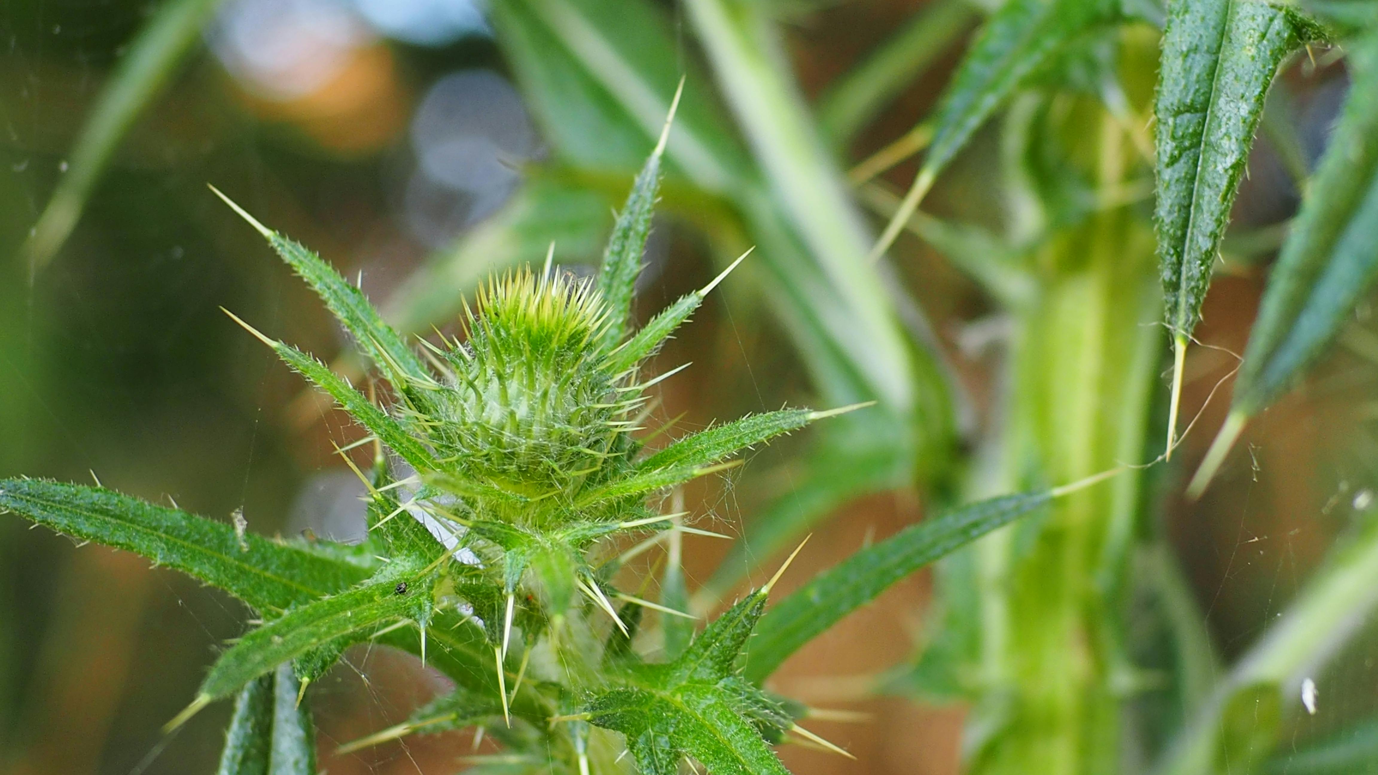 The Working Equitation Jug Handle: Mastering the Tightest Turn on the Course