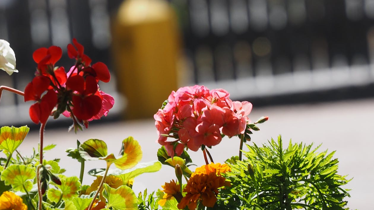 Foto profissional grátis de flores