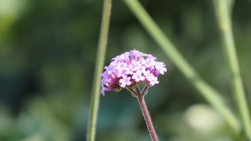 粉紅色的花 的 免費圖庫相片