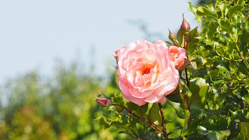 Základová fotografie zdarma na téma kytka, růžová květina