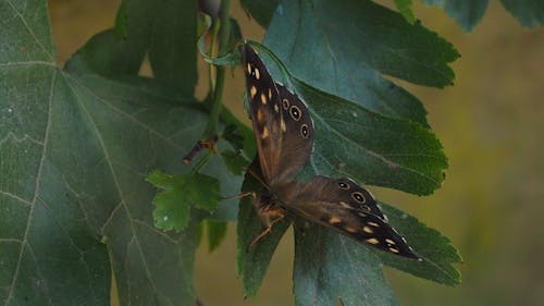 Základová fotografie zdarma na téma mol, motýl