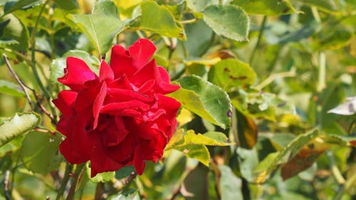 Základová fotografie zdarma na téma červená kytka, květiny