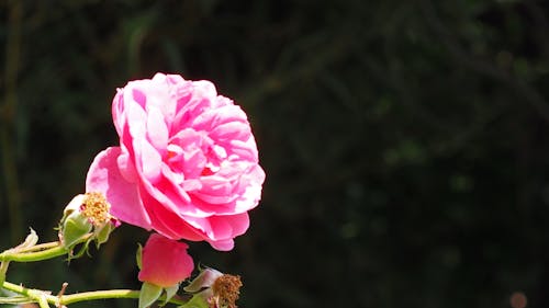 Základová fotografie zdarma na téma růžová květina