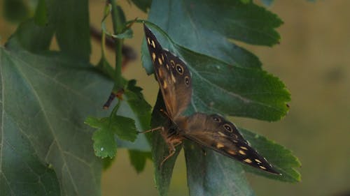 蛾, 蝴蝶 的 免費圖庫相片
