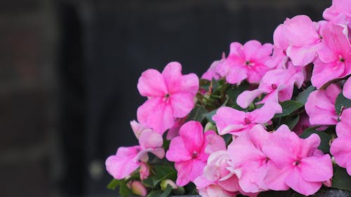 粉紅色的花 的 免費圖庫相片