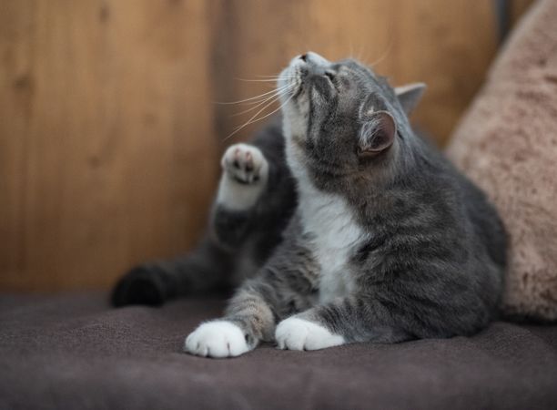 강아지·고양이 알레르기 - 음식·환경·접촉성 구분과 대처