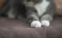 室内舒适休息的猫爪子特写