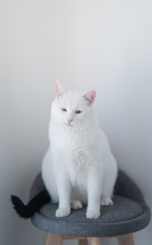 免费 白猫坐在凳子上的照片 素材图片