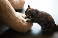 虎斑猫在室内揉搓着毛绒玩具，行为俏皮又可爱