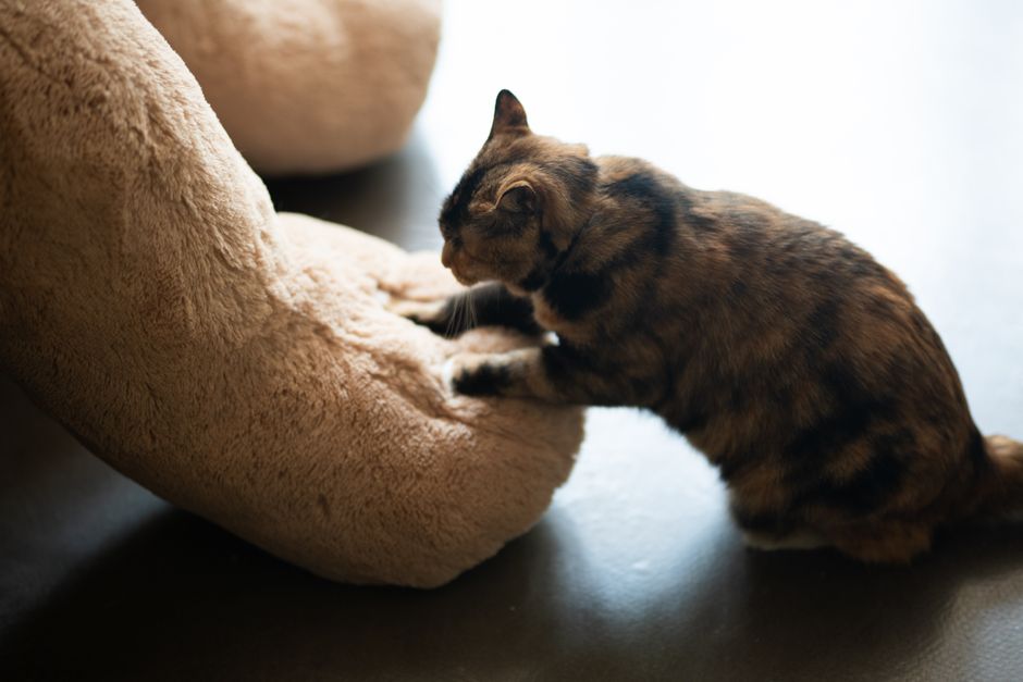 Tabby cat kneading a plush toy indoors, showcasing playful and endearing behavior.