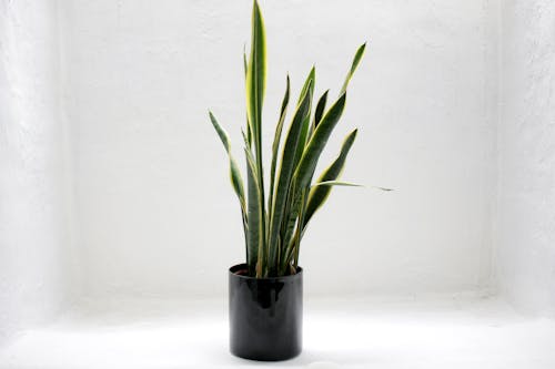 Green Snake House Plant