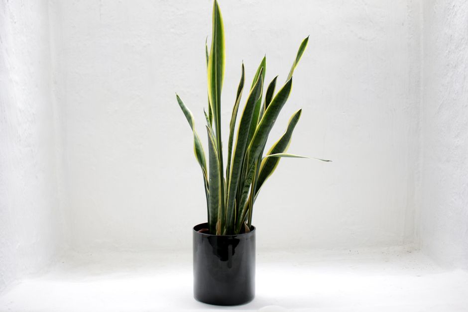 a lush snake plant in a modern living room setting - allergy-friendly plants a lush snake plant in a modern living room setting - allergy-friendly plants