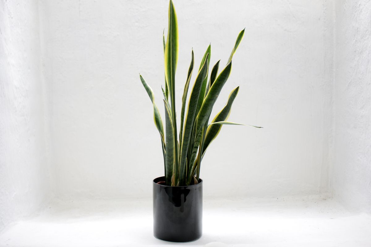 A single plant standing in a dark vessel