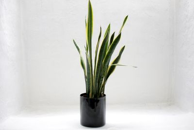 Snake Plant (Sansevieria)