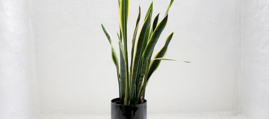 Snake plant and pothos indoor plants