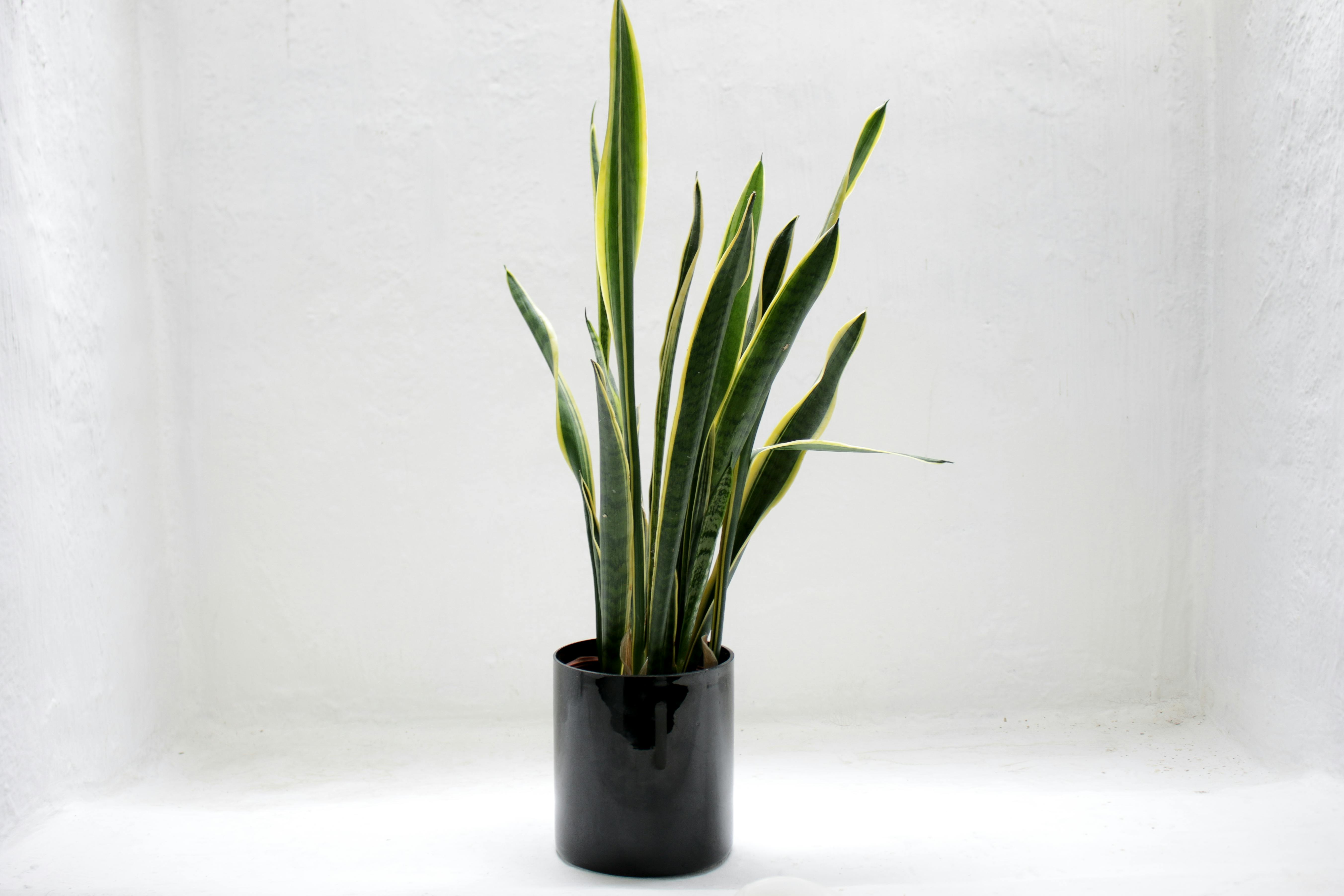Potted Plant Photos, Download The BEST Free Potted Plant Stock Photos & HD