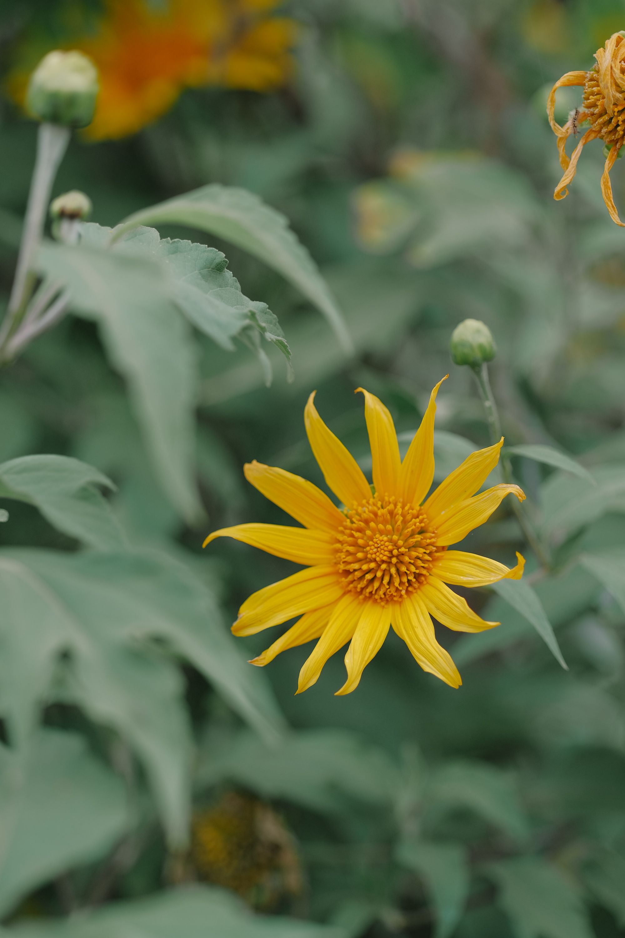 Close-up of a Yellow Flower · Free Stock Photo