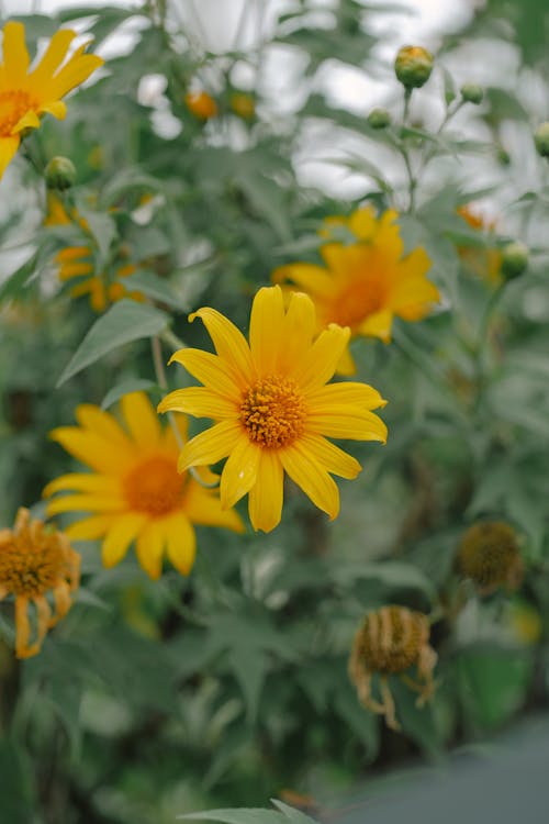 A close up of yellow flowers in a garden