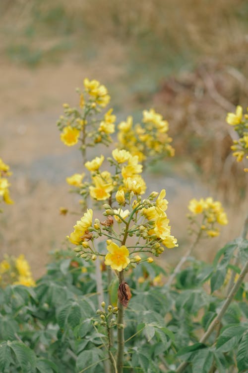 Kostnadsfri bild av blad, blomma, blomning