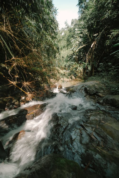 A stream flowing through the jungle in the middle of the day