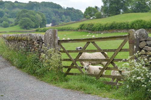 Free A sheep is standing in front of a gate Stock Photo