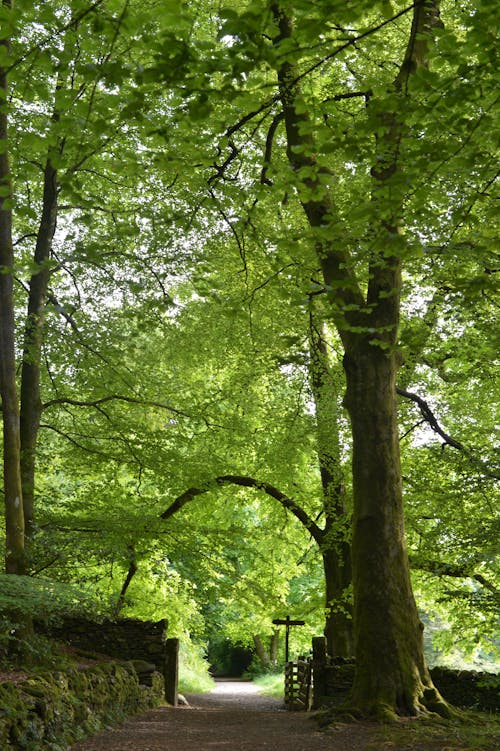 คลังภาพถ่ายฟรี ของ tree arch, กั้นรั้ว, ต้นไม้