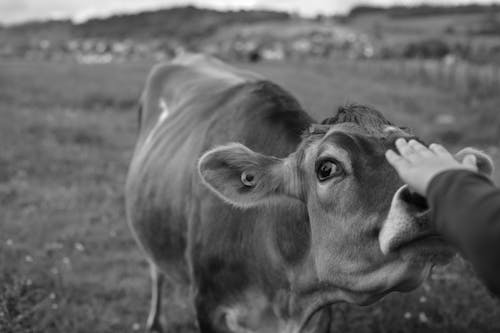 A person touching a cow's nose in a black and white photo