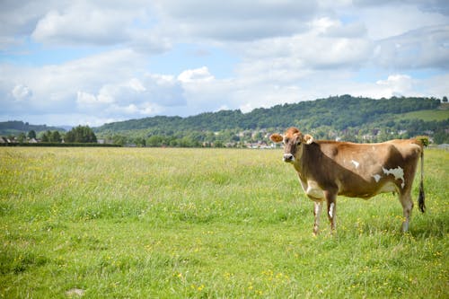 A cow standing in a field with a green sky