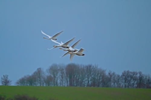 Fotos de stock gratuitas de aves voladoras, cisne cantor, cisnes
