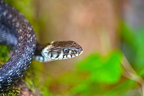 Fotos de stock gratuitas de natrix, serpiente, serpiente de hierba