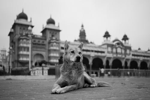 Free Street dog in front of mysore palace Stock Photo
