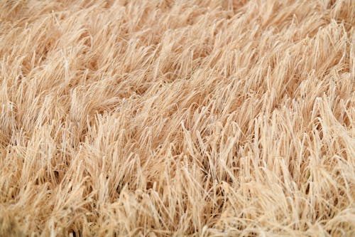 A close up of a field of dry grass