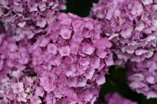 Kostnadsfri bild av anläggning, blommor, hortensia