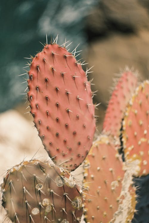 A cactus plant with pink and red spines