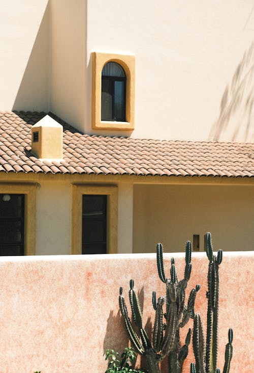 A cactus plant sits in front of a house