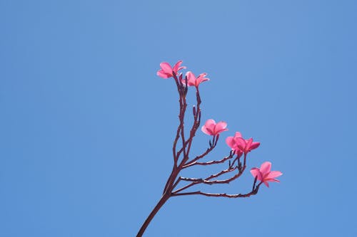 A single pink flower against a blue sky