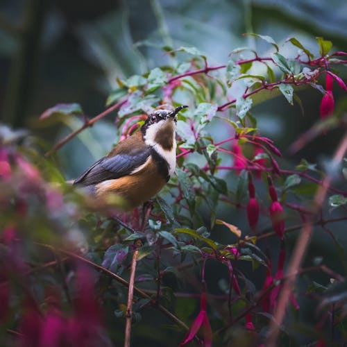 東脊椎鳥, 澳大利亞鳥, 澳洲的鳥 的 免費圖庫相片