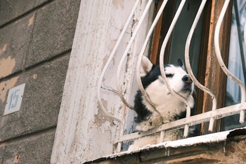 Ingyenes stockfotó ablak, ablakok, állatfotók témában