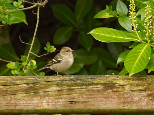 Female chaffinch perched on a fence