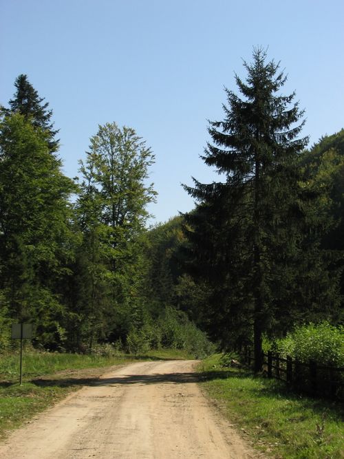 Free A tranquil dirt road winding through lush green forest under a clear blue sky. Stock Photo