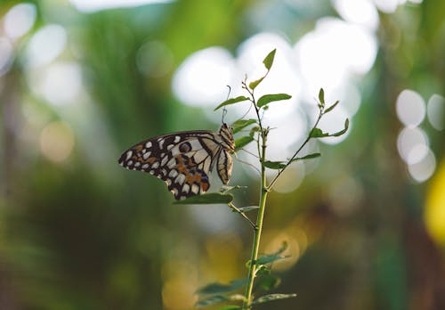 Free Brown Black White Butterfly on a Green Leaf Plant Close Up Photography Stock Photo