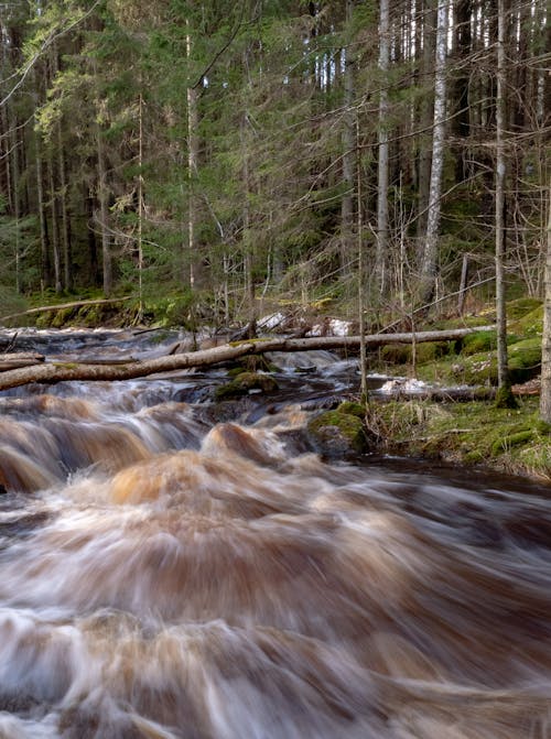 Kostenloses Stock Foto zu bäume, fließendes wasser, immergrün